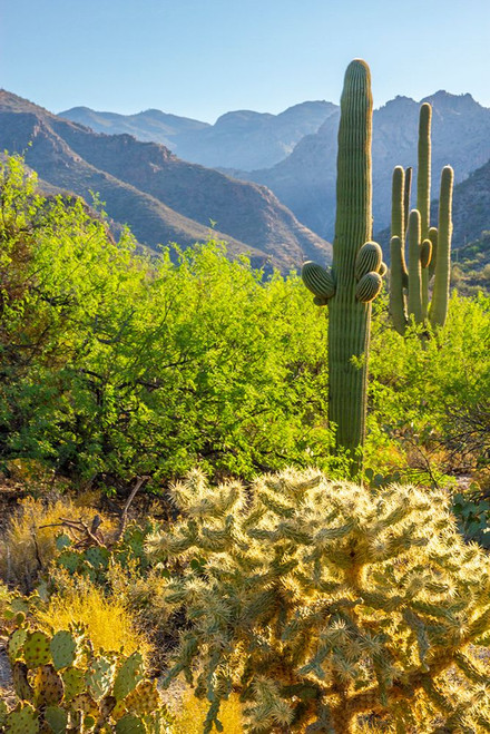 USA-Arizona-Sabino Canyon Desert landscape with saguaro and cholla cactus Poster Print - Gallery Jaynes