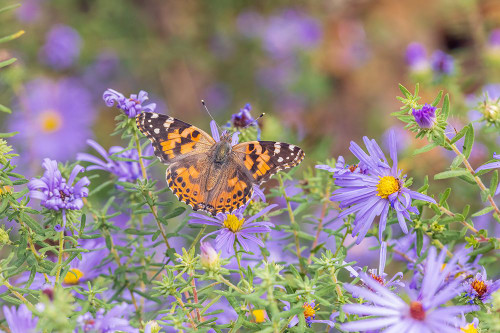 Painted Lady on Frikarts Aster-Marion County-Illinois Poster Print - Richard and Day Painted Lady on Frikarts Aster-Marion County-Illinois Poster Print - Richard and Day
