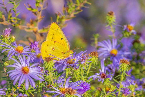 Orange Sulphur on Frikarts Aster-Marion County-Illinois Poster Print - Richard and Day