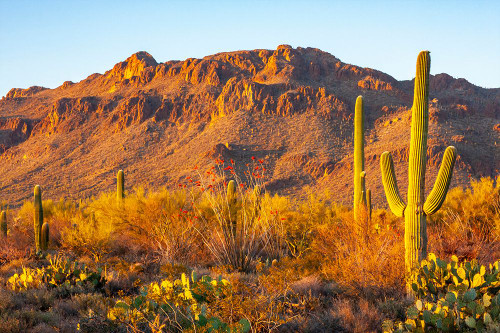 USA-Arizona-Sonoran Desert Tucson Mountains and saguaro cactus Poster Print - Gallery Jaynes