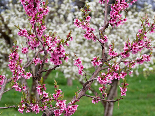 Orchard with fruit trees with pink blossoms in foreground and white blossoms in background Poster Print - Julie Eggers