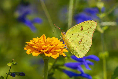 Cloudless Sulphur female on zinnia Marion County-Illinois Poster Print - Richard and Day