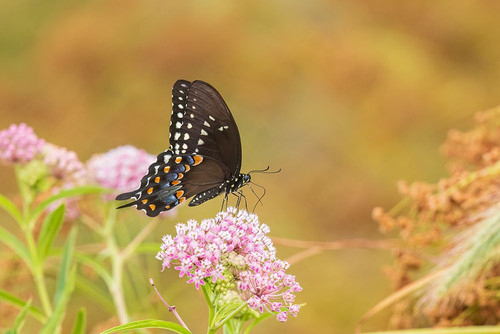 Spicebush Swallowtail on Swamp Milkweed-Marion County-Illinois Poster Print - Richard and Day