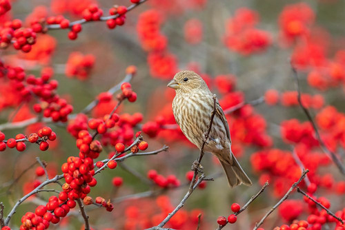 House Finch female in Winterberry bush-Marion County-Illinois Poster Print - Richard and Day