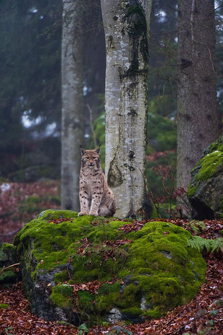 A European lynx-sitting atop a mossy boulder in a scenic forest Bavaria-Germany Poster Print - Sergio Pitamitz