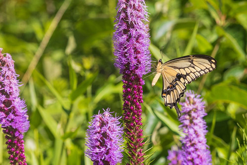 Giant Swallowtail on Prairie blazing star-Rock Cave Nature Preserve-Effingham County-Illinois Poster Print - Richard and Day