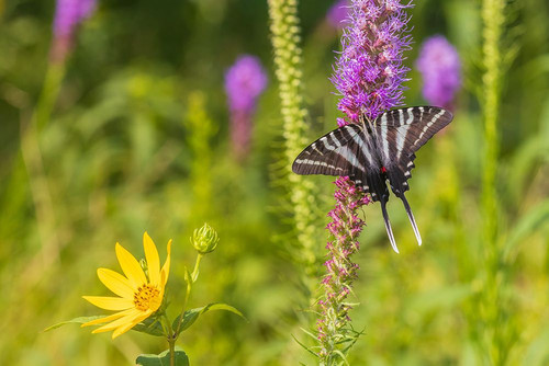Zebra Swallowtail on Prairie blazing star-Rock Cave Nature Preserve-Effingham County-Illinois Poster Print - Richard and Day