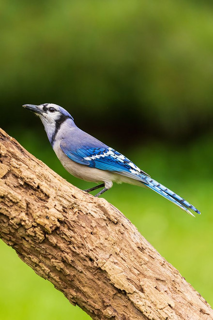 Blue Jay-Marion County-Illinois Poster Print - Richard and Day