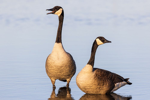 Canada Geese in wetland-Marion County-Illinois Poster Print - Richard and Day