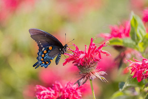 Pipevine Swallowtail on Scarlet Bee Balm-Marion County-Illinois Poster Print - Richard and Day