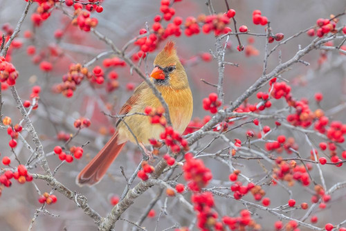 Northern Cardinal female in Winterberry bush-Marion County-Illinois Poster Print - Richard and Day