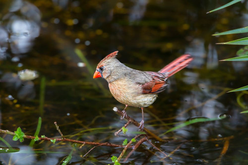 A female cardinal Poster Print - Larry Richardson