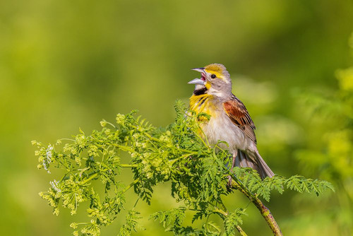 Dickcissel male singing perched on Poison Hemlock-Marion County-Illinois Poster Print - Richard and Day