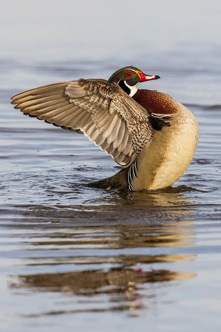 Wood Duck male in wetland flapping wings-Marion County-Illinois Poster Print - Richard and Day