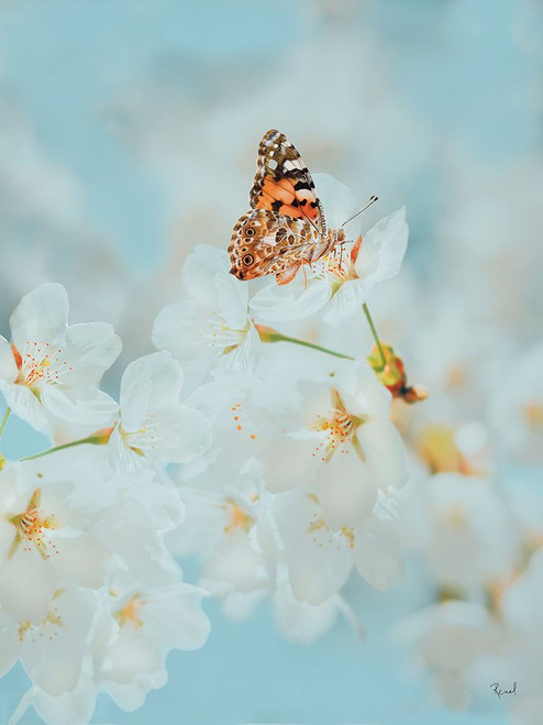 Tasty Blossoms 3 Poster Print - Renel Peters