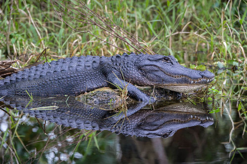 A basking American alligator in south Florida Poster Print - Larry Richardson