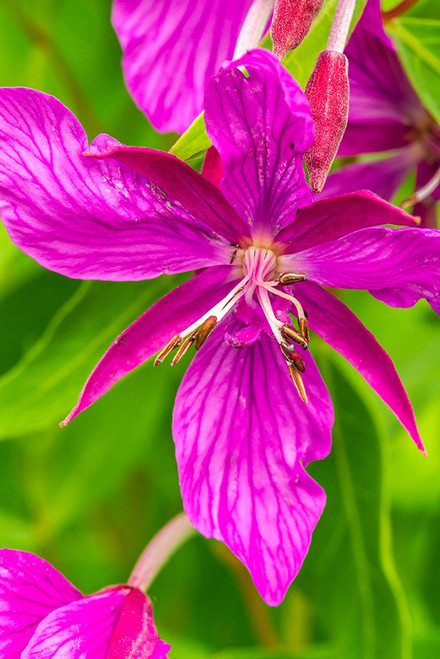 USA-Alaska-Glacier Bay National Park Close-up of pink wildflower Poster Print - Gallery Jaynes