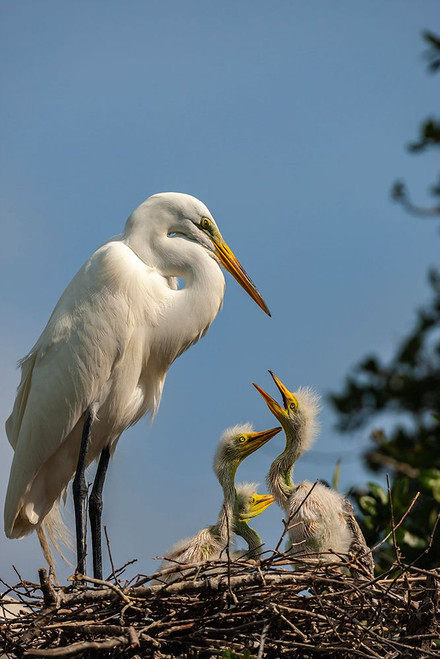 USA-Florida-Anastasia Island Great egret and chicks on nest Poster Print - Gallery Jaynes