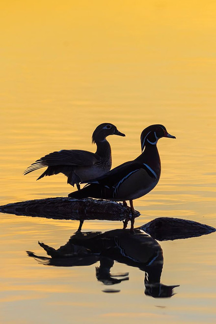 Wood Ducks male and female in wetland on log at sunrise-Marion County-Illinois Poster Print - Richard and Day