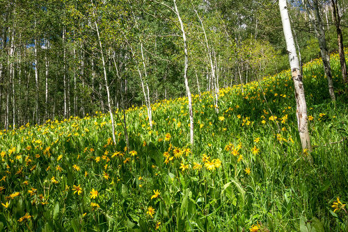 USA-Colorado Wildflower meadow in White River National Forest Poster Print - Janell Davidson