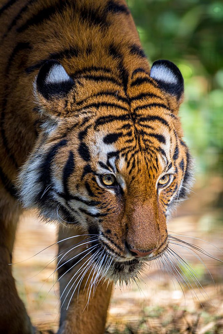 A Malayan tiger has penetrating eyes Poster Print - Larry Richardson