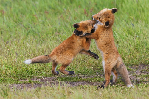 USA-Washington State San Juan Islands-red fox kits playing Poster Print - Ken Archer