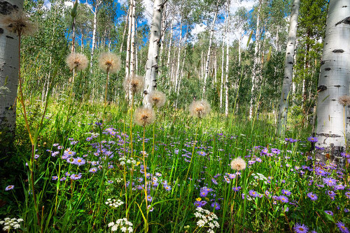 USA-Colorado Wildflowers in a grove of Aspen trees Poster Print - Janell Davidson
