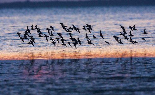 Red knots flock at dusk Poster Print - Ken Archer