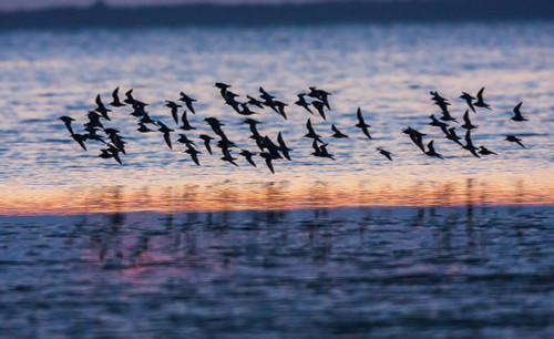 Red knots flock at dusk Poster Print - Ken Archer