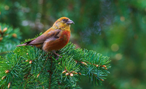 Red crossbill foraging during migration stop-Washington State-USA Poster Print - Ken Archer