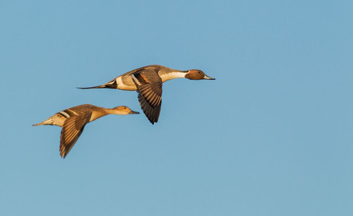 Northern pintail ducks-spring migration-USA-Washington State Poster Print - Ken Archer