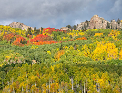 USA-Colorado-Kebler Pass Bright color of autumn on Kebler Pass Poster Print - Terry Eggers