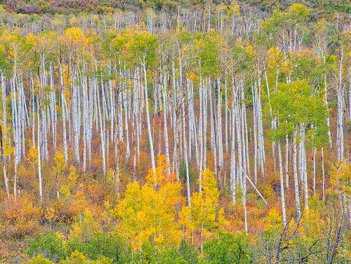 USA-Colorado-Kebler Pass Autumn color of the Aspens Poster Print - Terry Eggers
