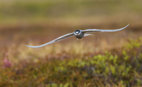 Aleutian tern flying Poster Print - Ken Archer