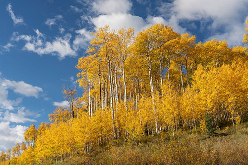 USA-Colorado-Uncompahgre National Forest Aspen grove in autumn Poster Print - Gallery Jaynes
