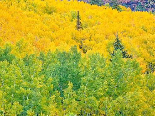 USA-Colorado-Aspen Autumn Aspens and spruce trees Poster Print - Terry Eggers