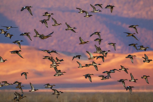 USA-California-Klamath Basin National Wildlife Refuge-flock of ducks at last light Poster Print - Ken Archer