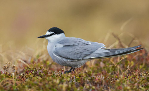 Aleutian tern Poster Print - Ken Archer