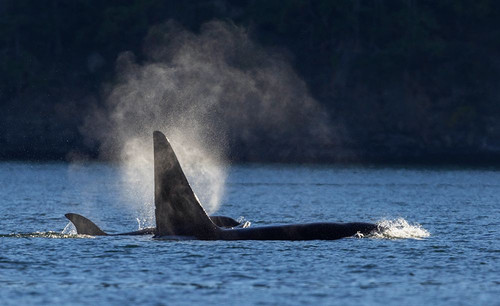 Orcas surfacing Poster Print - Ken Archer