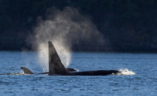 Orcas surfacing Poster Print - Ken Archer