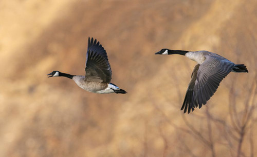 USA-Idaho-Snake River Canyon-Canada geese pair flying Poster Print - Ken Archer
