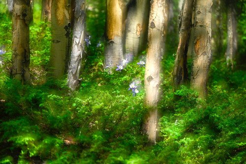 Forest of trees and wildflowers-Creative composite with soft focus Poster Print - Janell Davidson