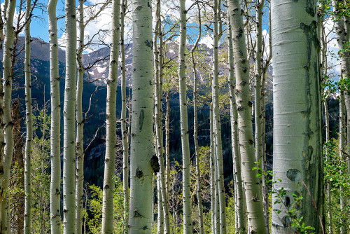 USA-Colorado Aspen trees in White River National Forest Poster Print - Janell Davidson