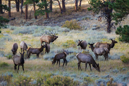 Bull elk with herd of cows Poster Print - Ken Archer