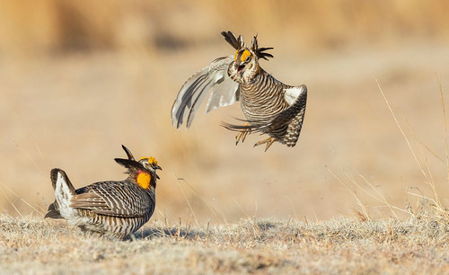 Greater prairie chickens-territorial dispute-eastern Colorado plains-USA Poster Print - Ken Archer