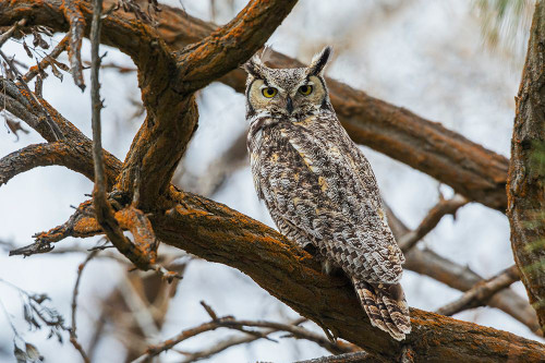 USA-Oregon-Malheur National Wildlife Refuge-great horned owl looking back Poster Print - Ken Archer