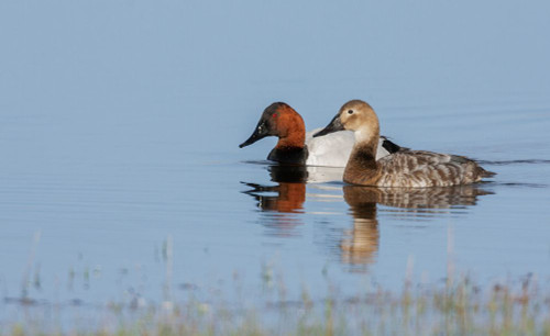 USA-Oregon-Malheur National Wildlife Refuge-canvasback duck pair Poster Print - Ken Archer