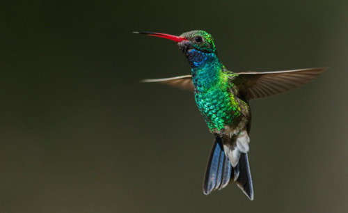 Broad-billed hummingbird flying-USA-Arizona Poster Print - Ken Archer