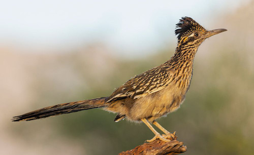 Greater roadrunner Poster Print - Ken Archer