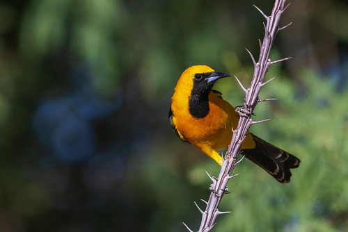 Hooded oriole perched on cactus stem-USA Arizona Poster Print - Ken Archer